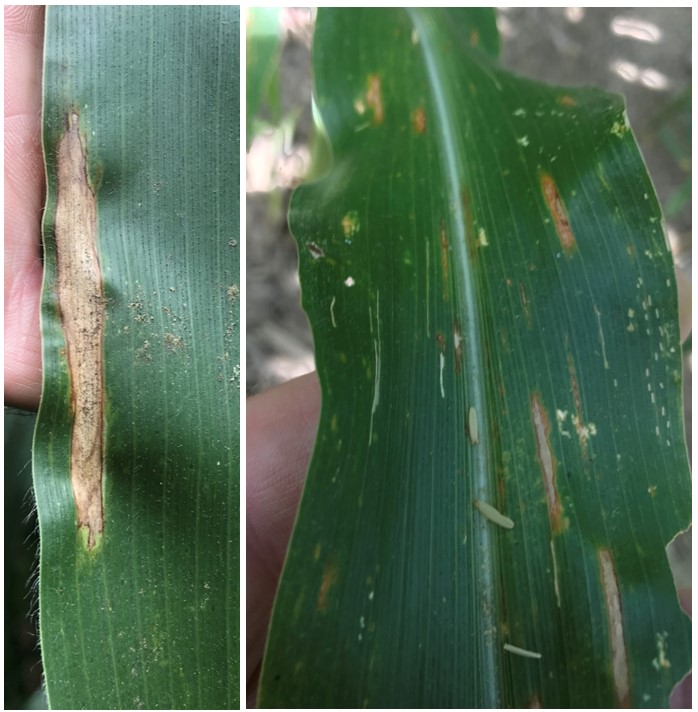 Northern corn leaf blight lesions 